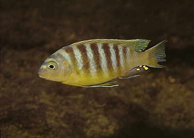 Maylandia xanthos 'Lumbaulo'